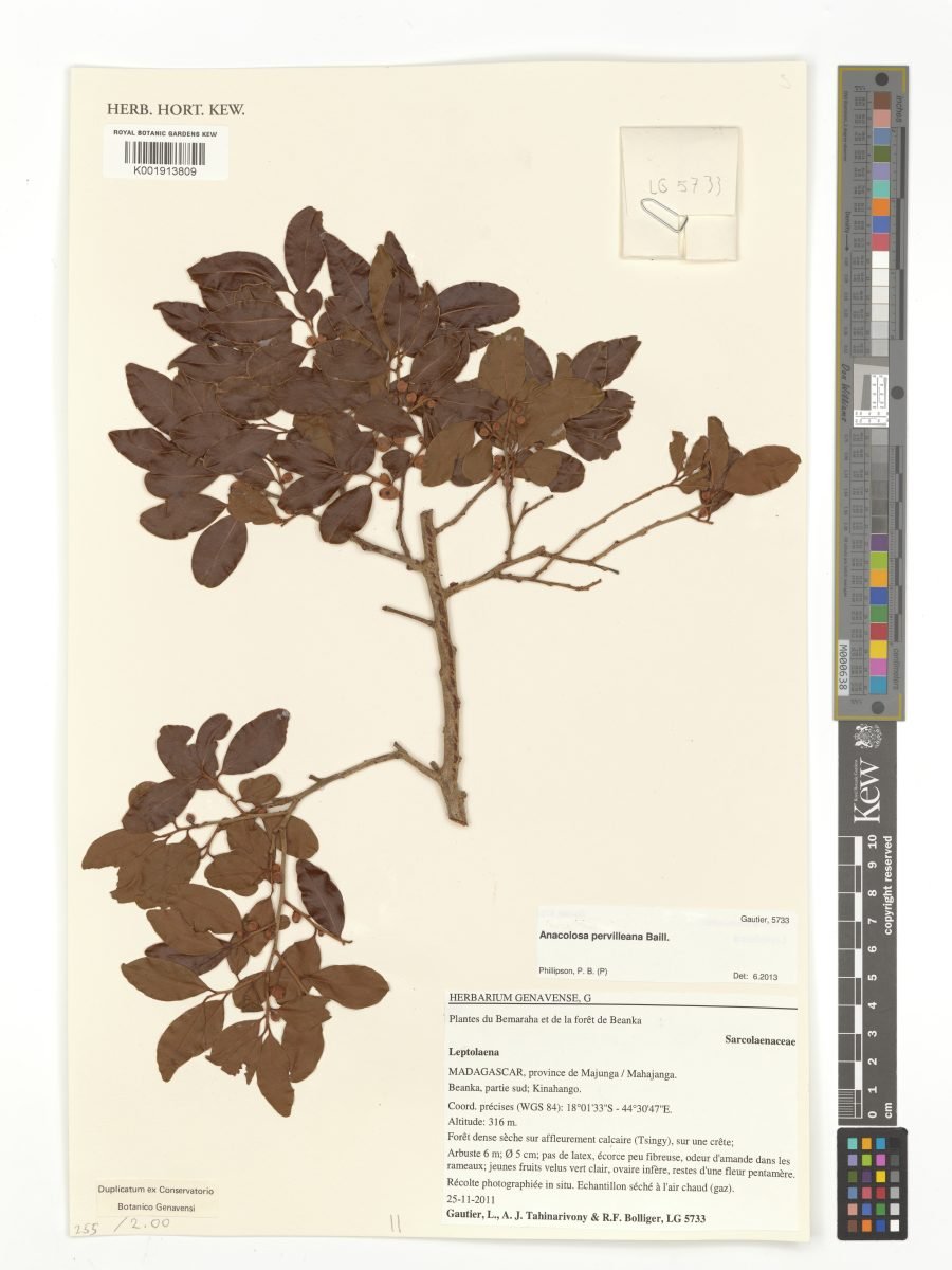 Anacolosa pervilleana photograph 4