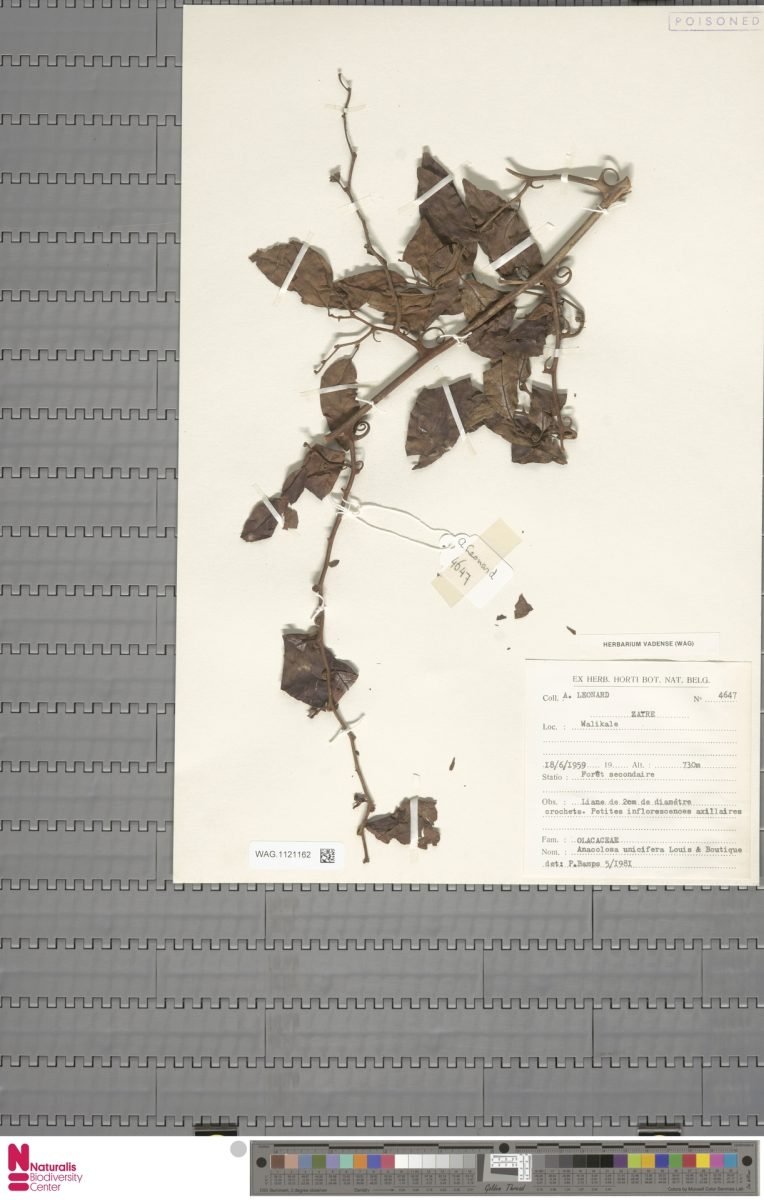 Anacolosa uncifera photograph 6