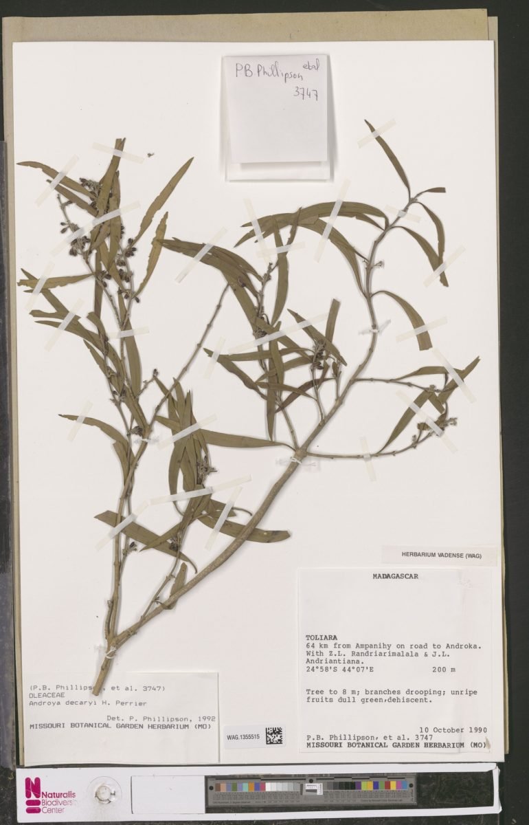 Androya decaryi