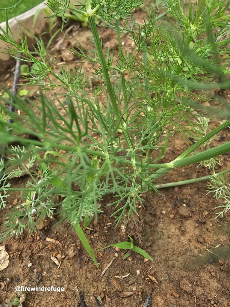 Anethum graveolens photograph 4