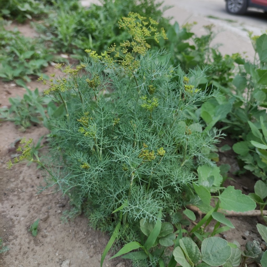 Anethum graveolens