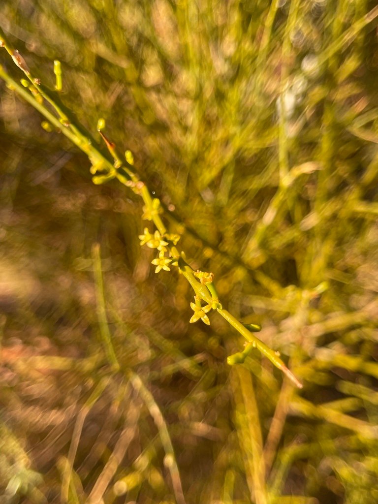 Anthobolus leptomeroides photograph 2