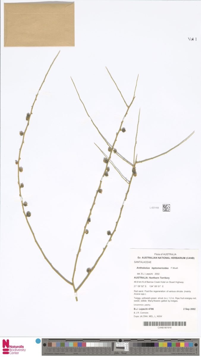 Anthobolus leptomeroides photograph 6