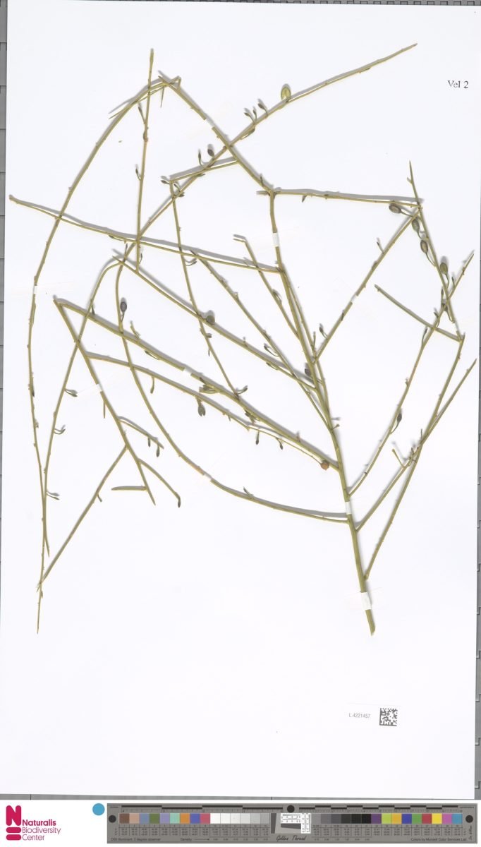 Anthobolus leptomeroides photograph 5
