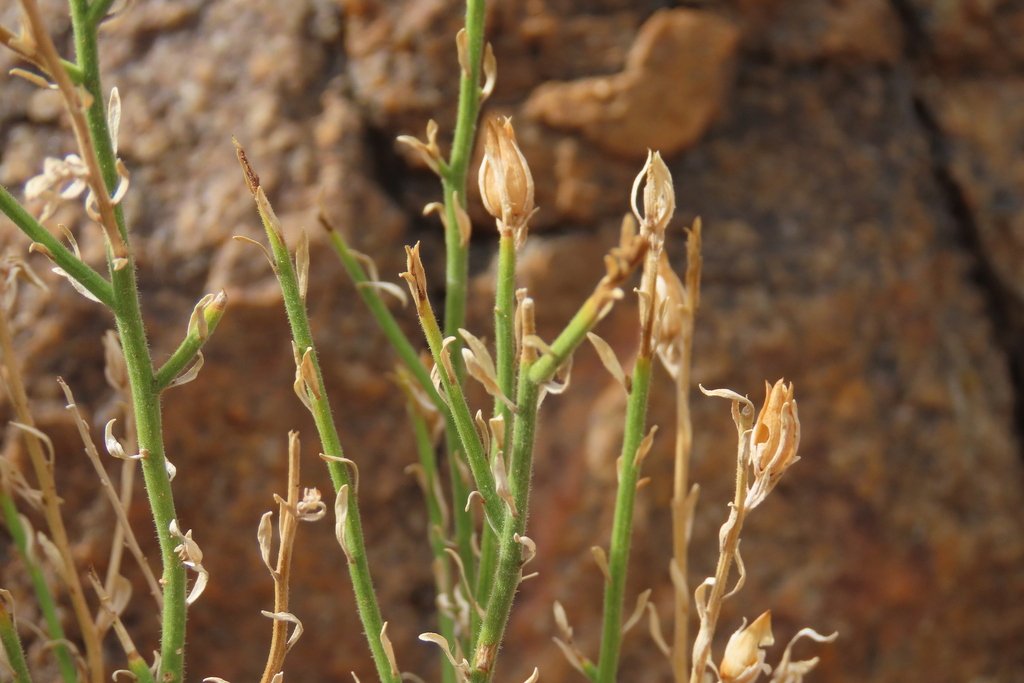 Anticharis scoparia