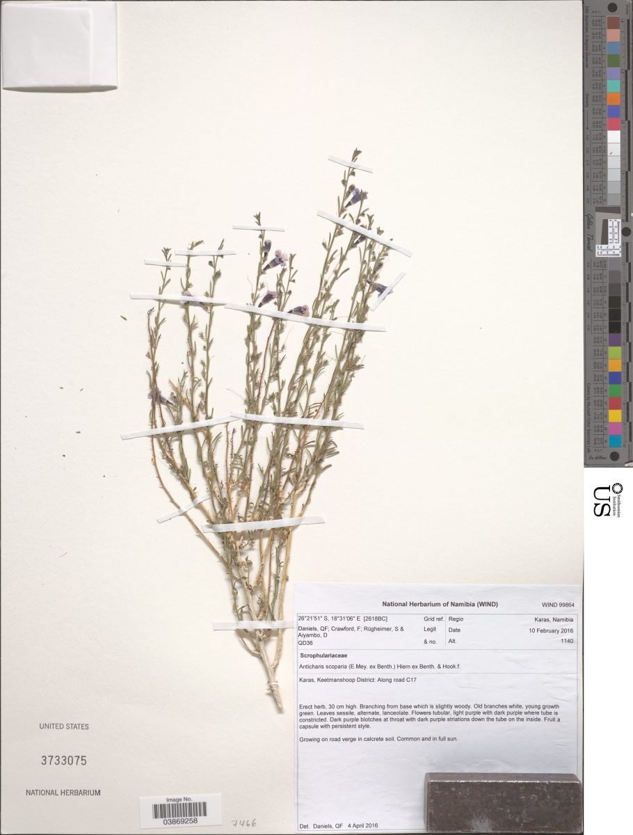 Anticharis scoparia photograph 4