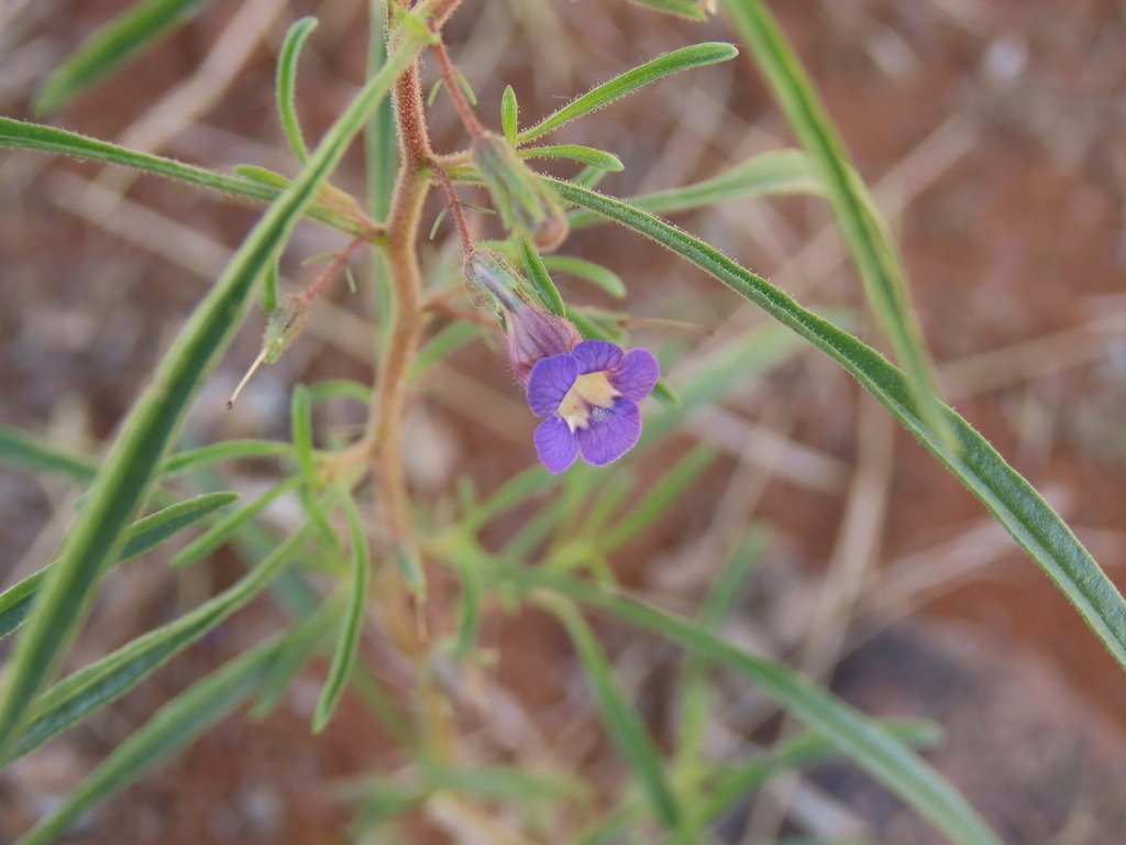 Anticharis senegalensis