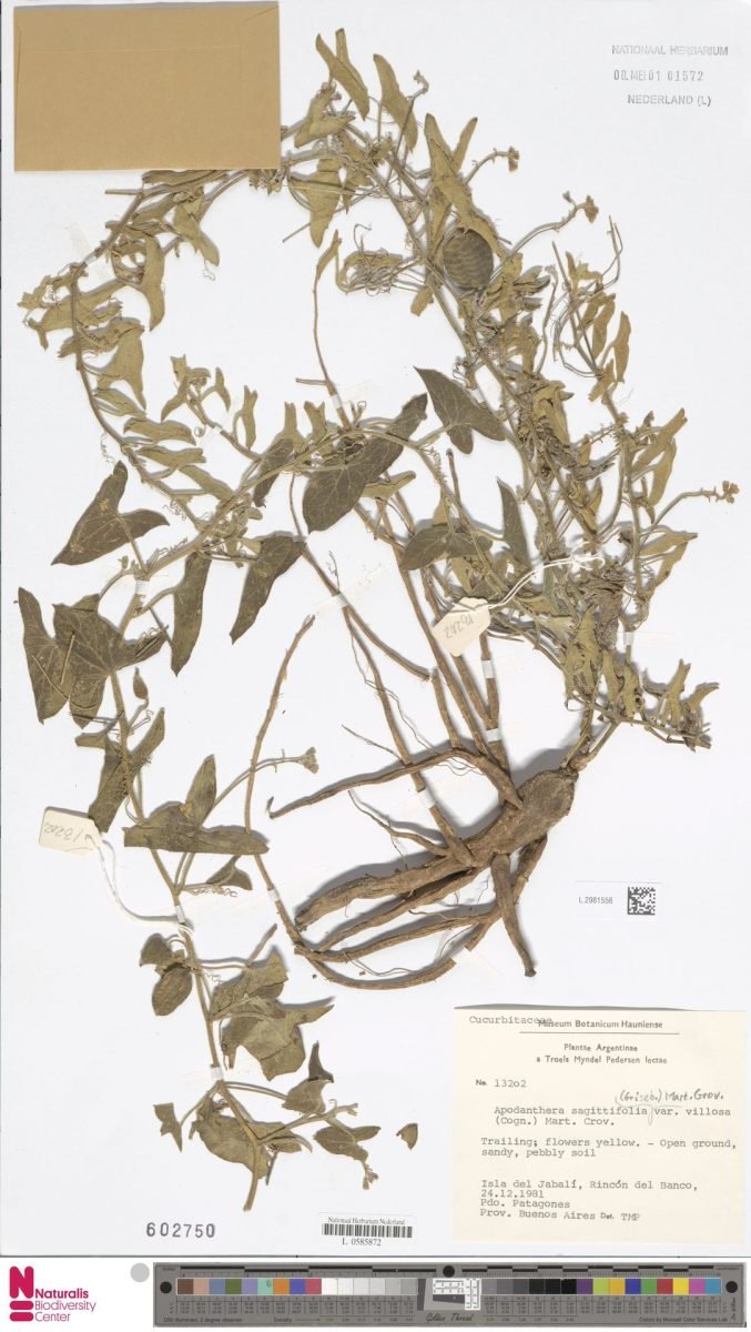 Apodanthera linearis