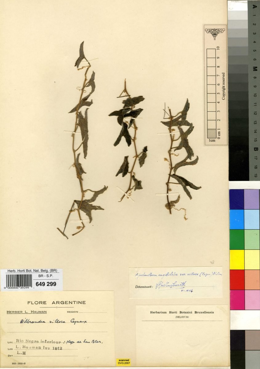 Apodanthera linearis photograph 3