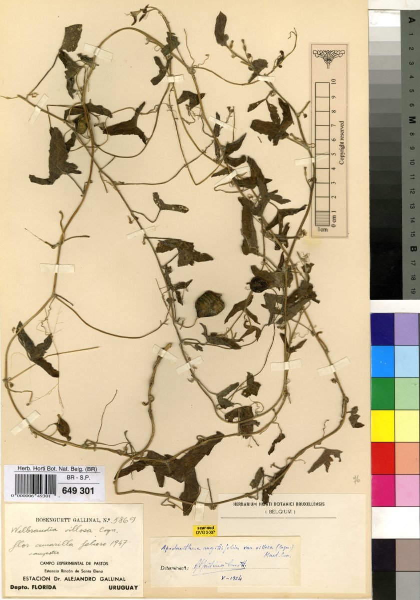 Apodanthera linearis photograph 2