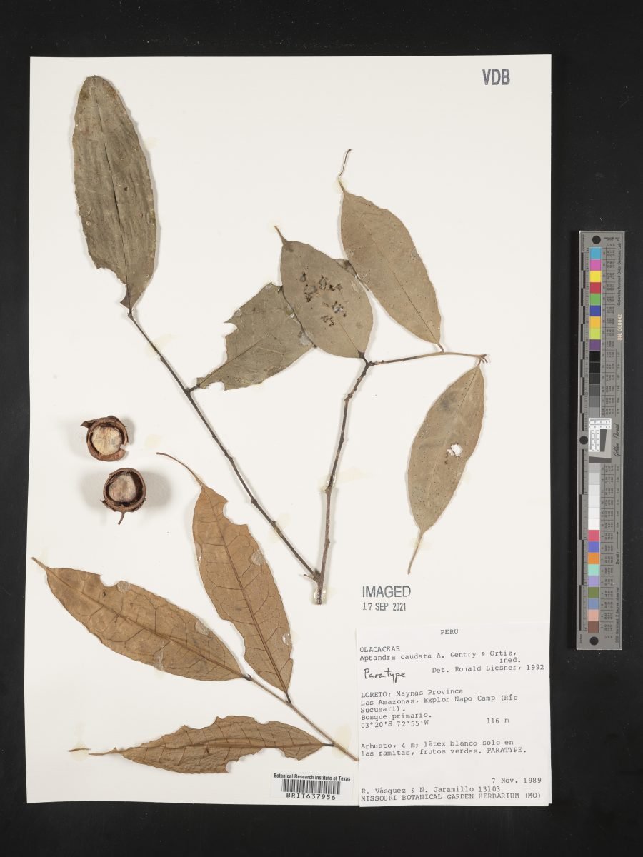 Aptandra caudata photograph 2