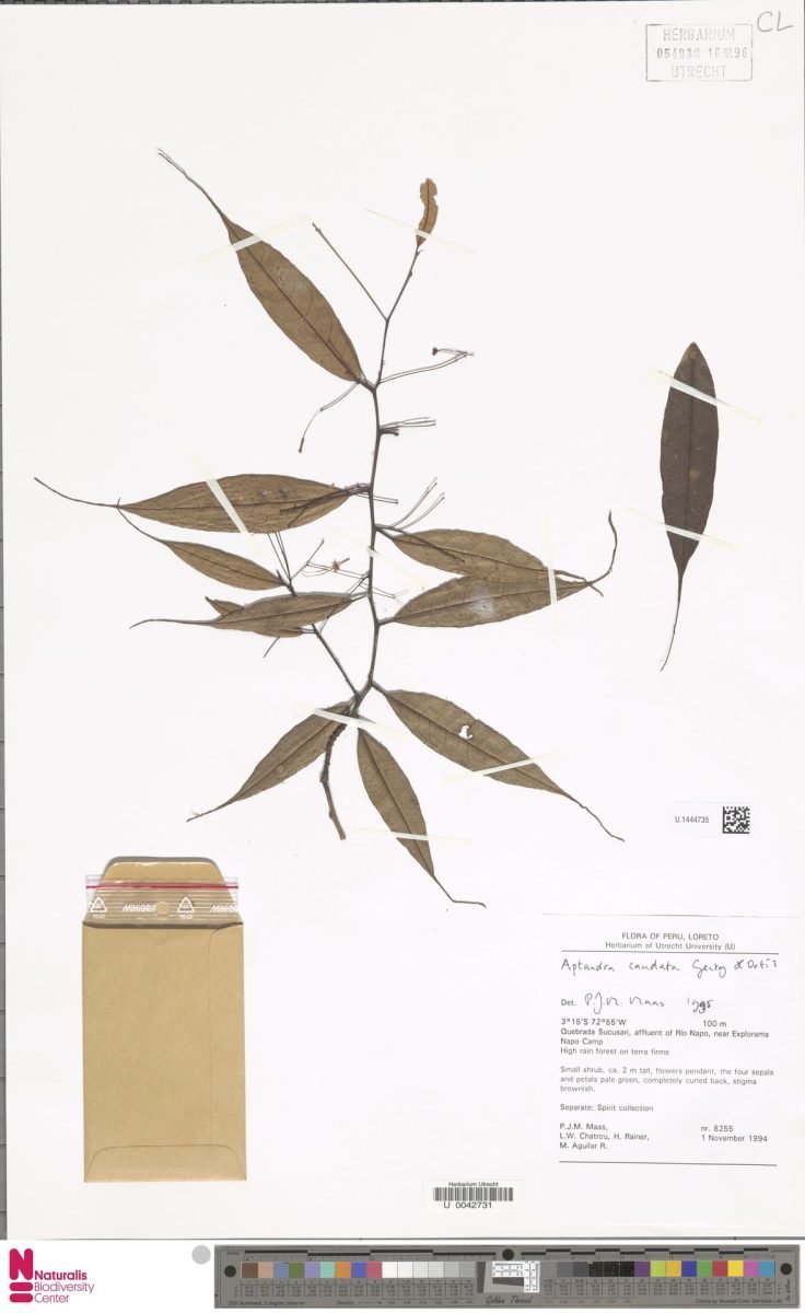 Aptandra caudata