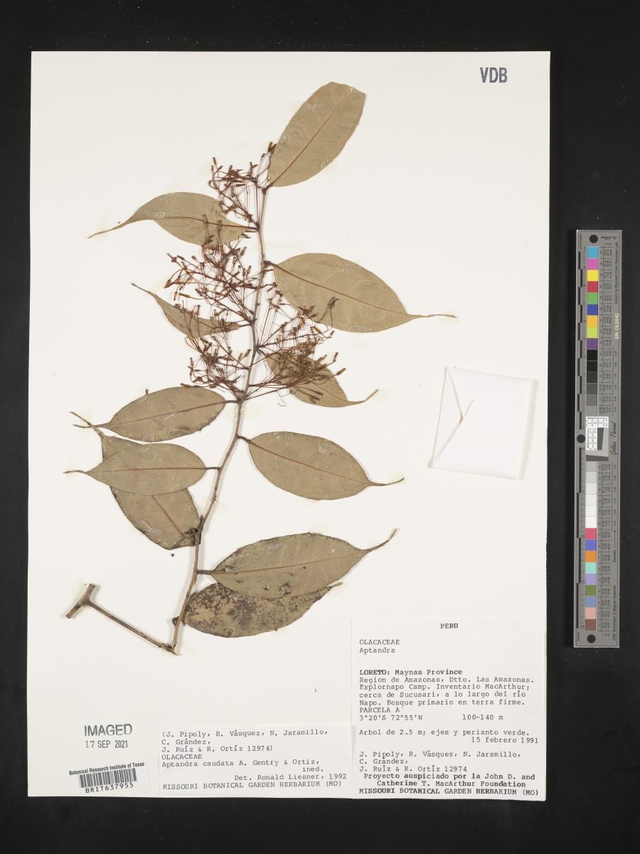 Aptandra caudata photograph 4