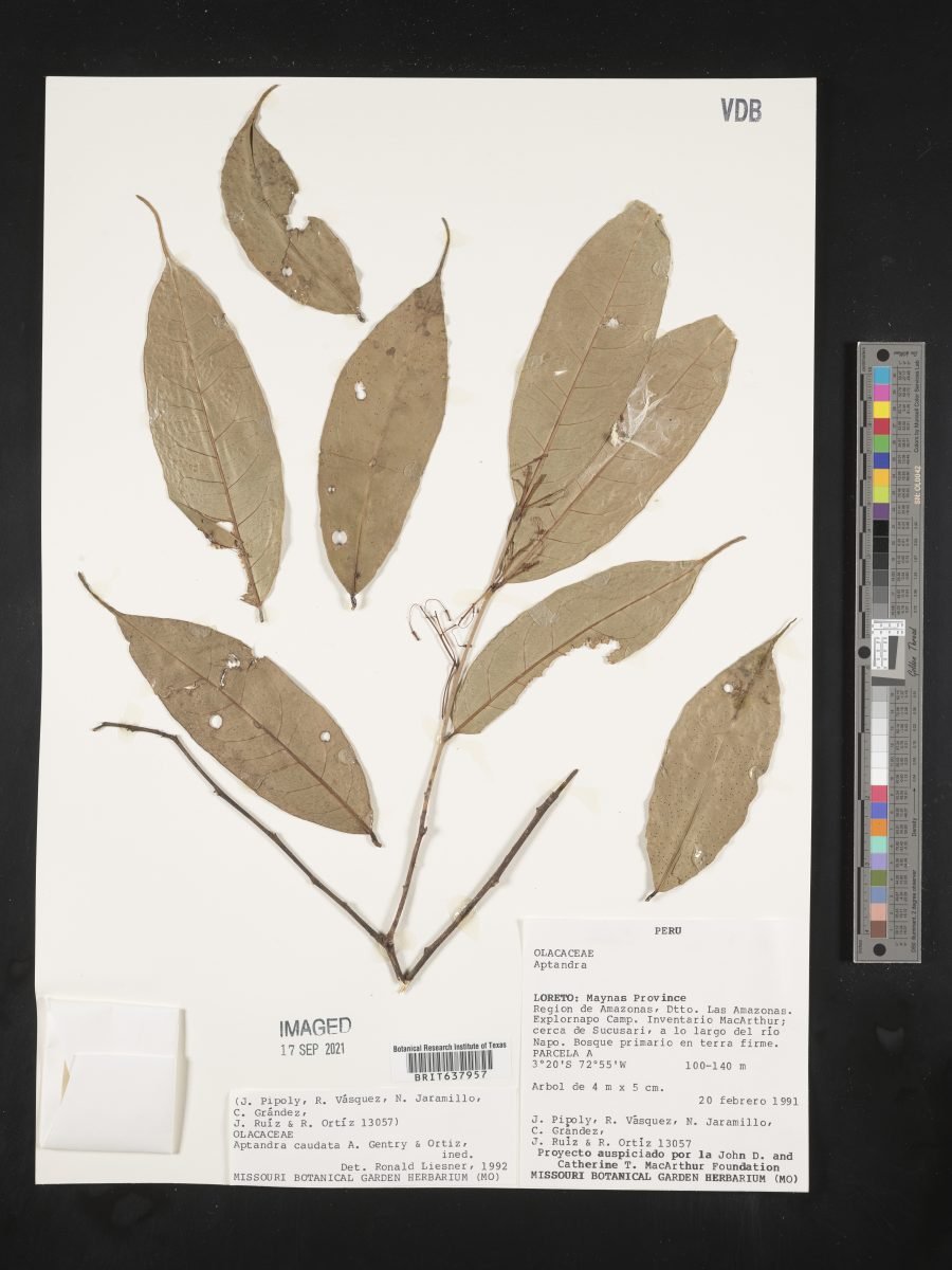 Aptandra caudata photograph 3