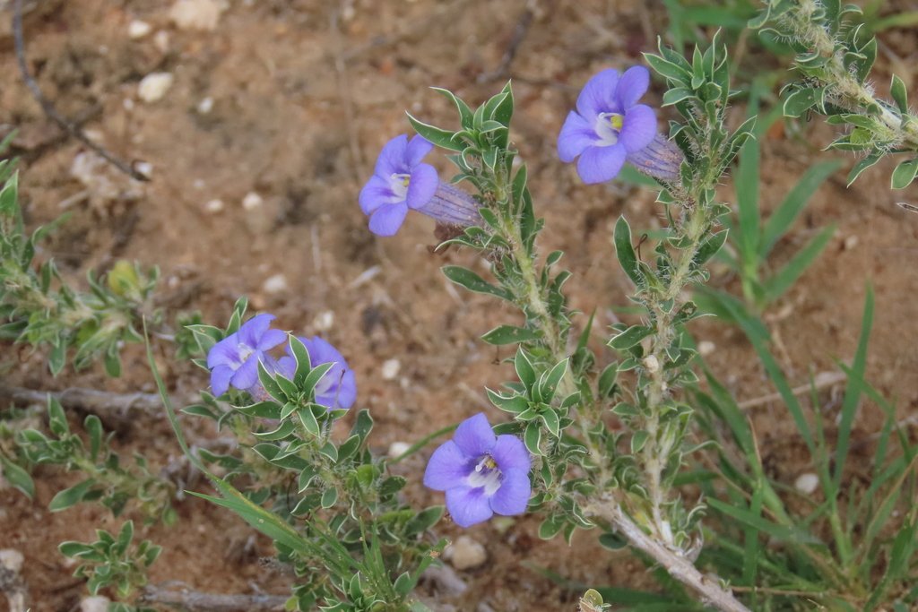 Aptosimum albomarginatum