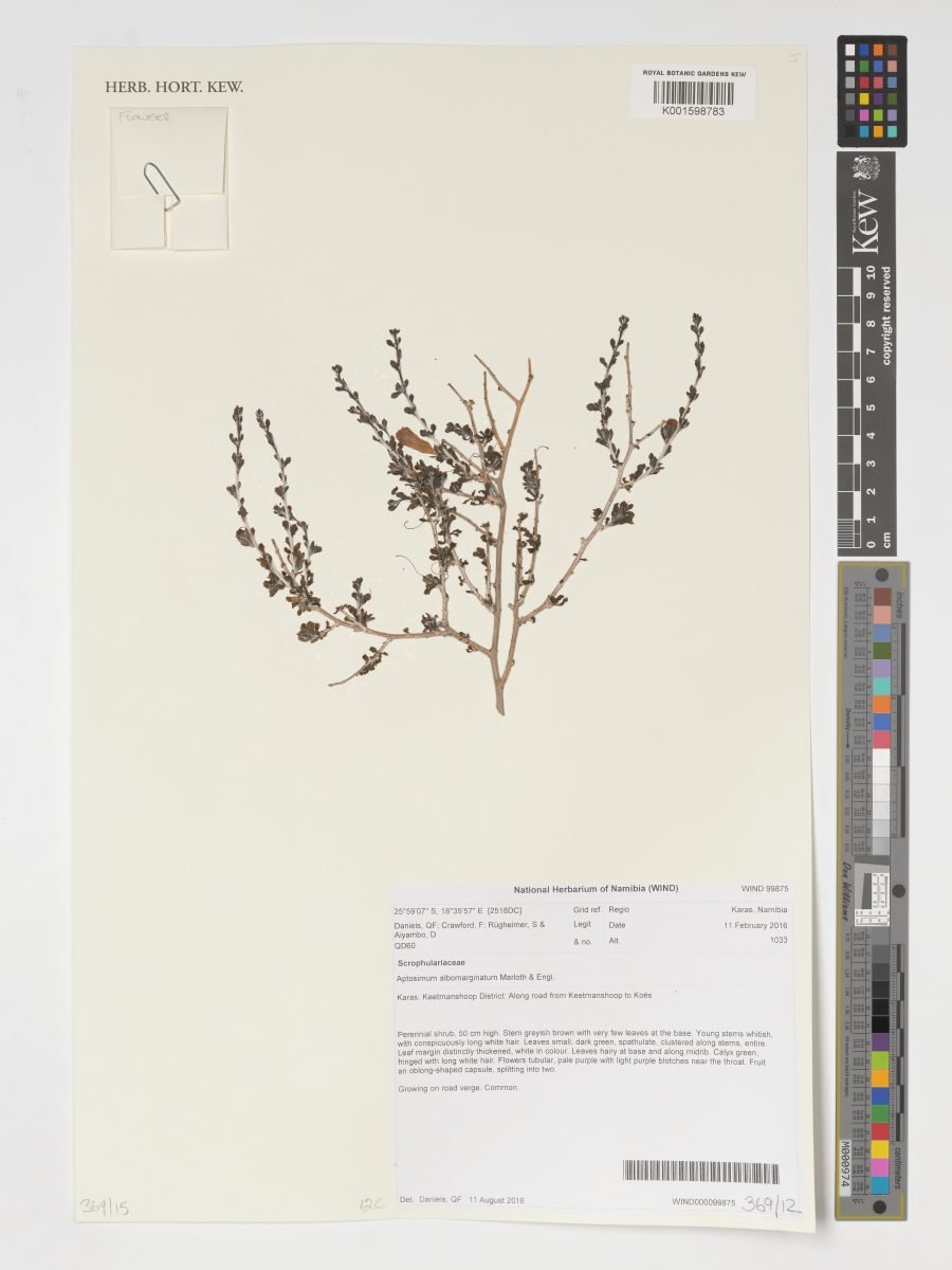 Aptosimum albomarginatum photograph 6