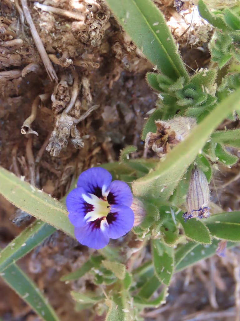Aptosimum arenarium photograph 2