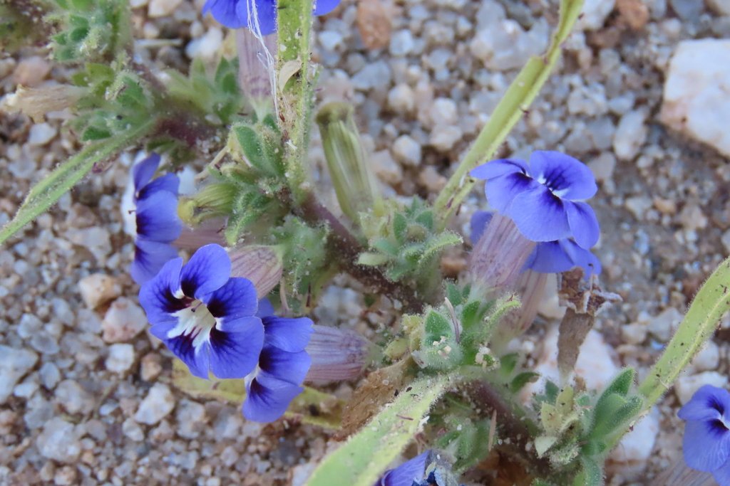 Aptosimum arenarium