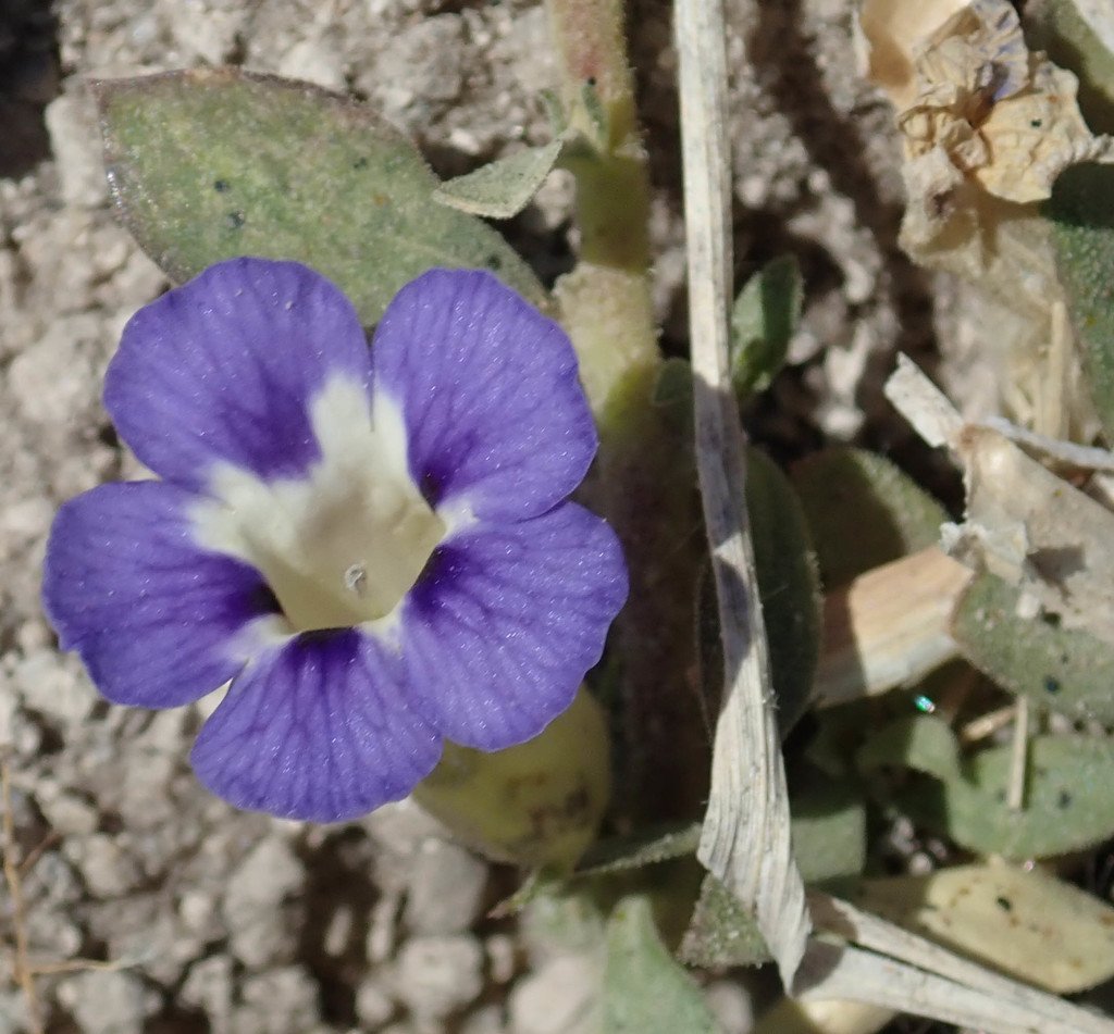 Aptosimum decumbens photograph 5