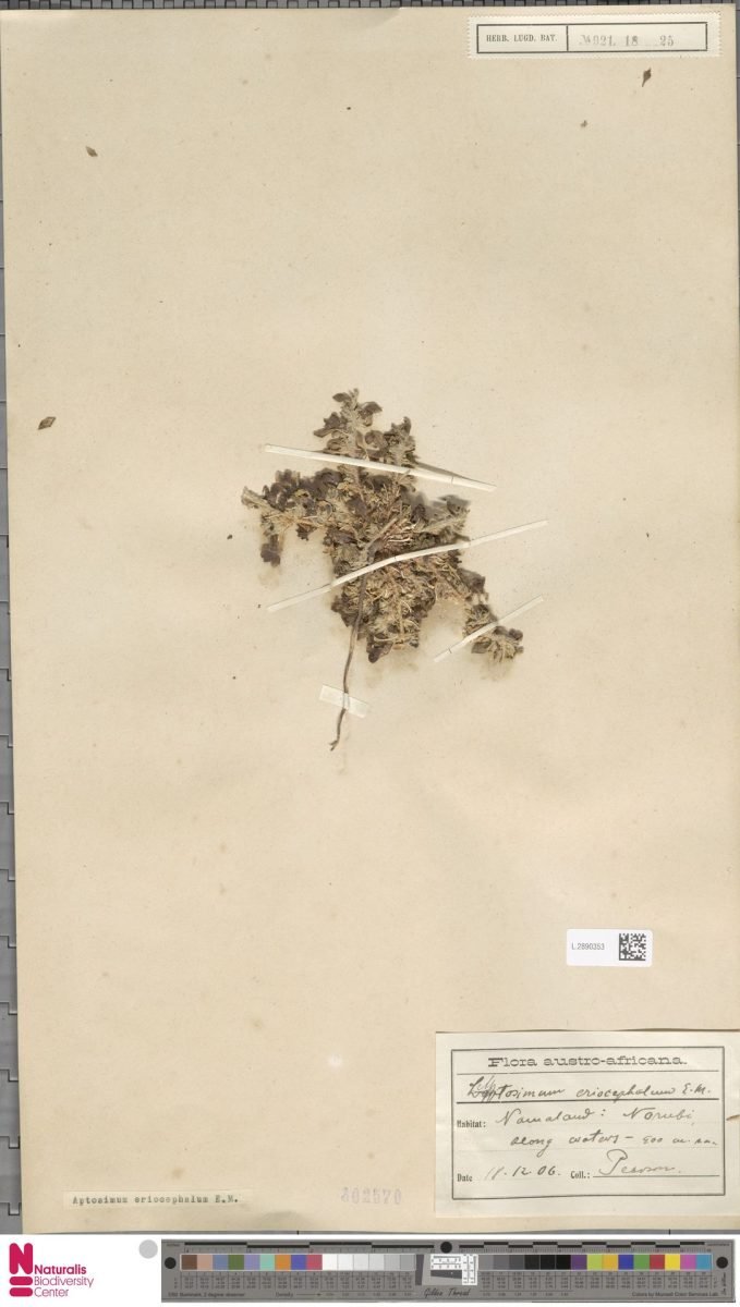 Aptosimum eriocephalum photograph 4