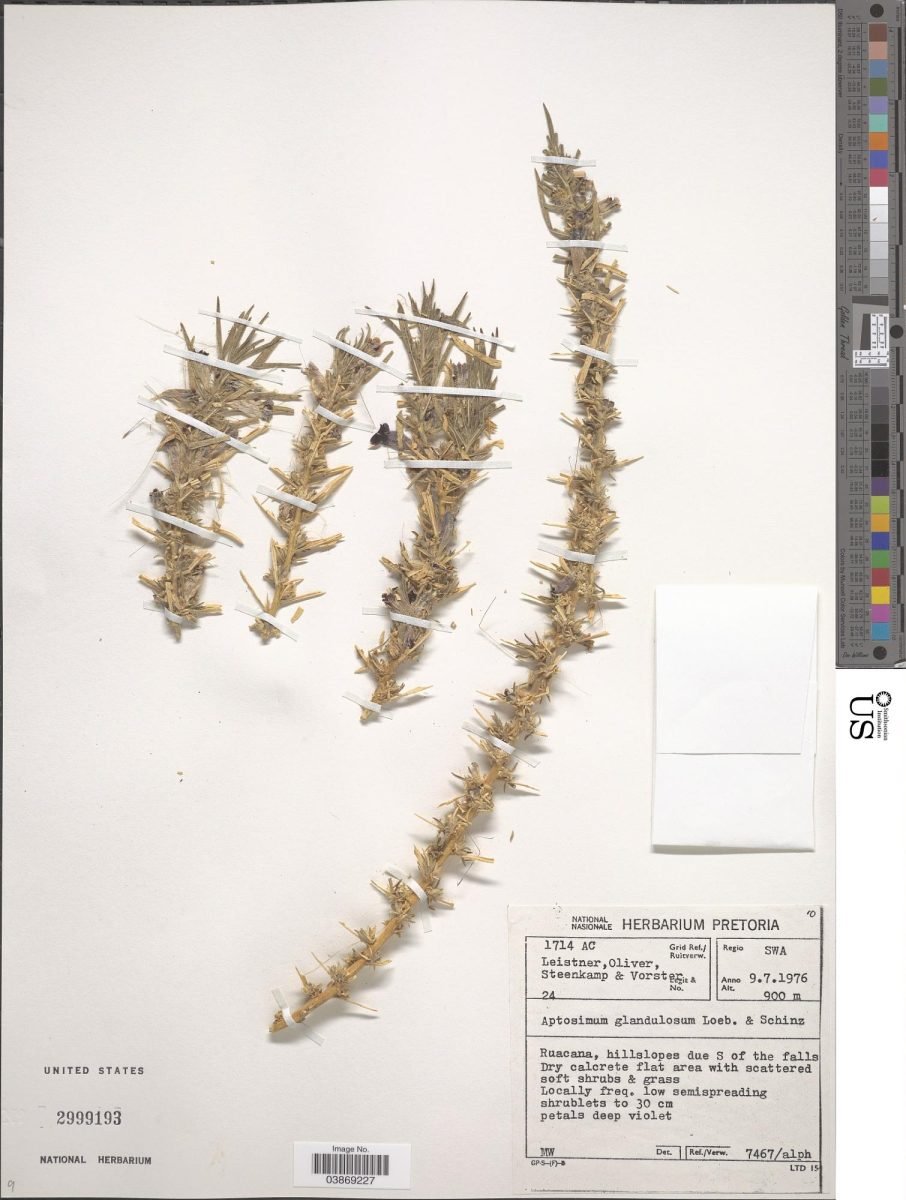 Aptosimum glandulosum photograph 5
