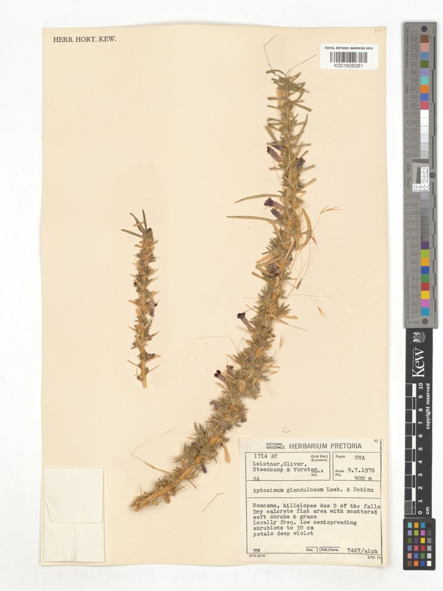 Aptosimum glandulosum photograph 6