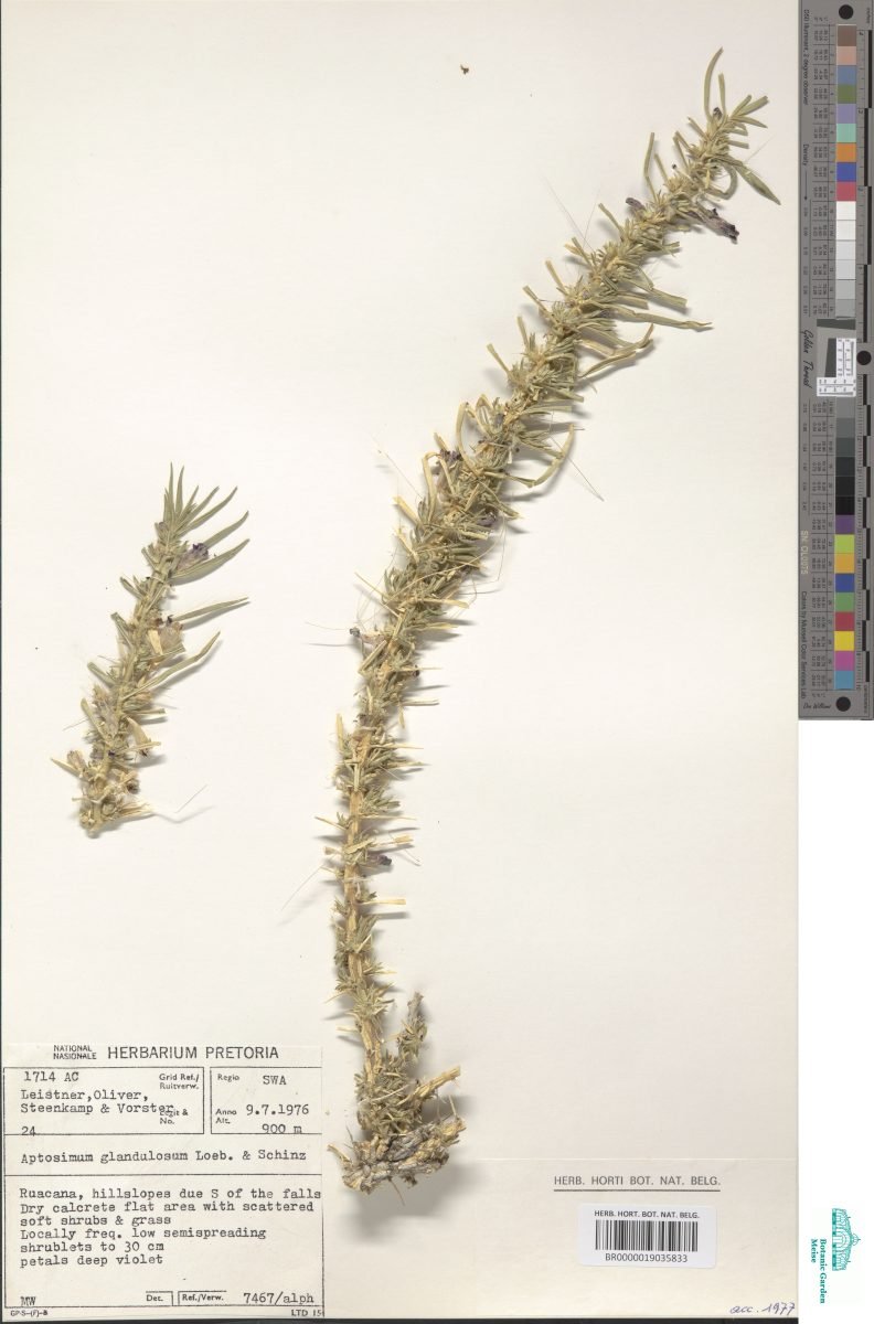 Aptosimum glandulosum photograph 3
