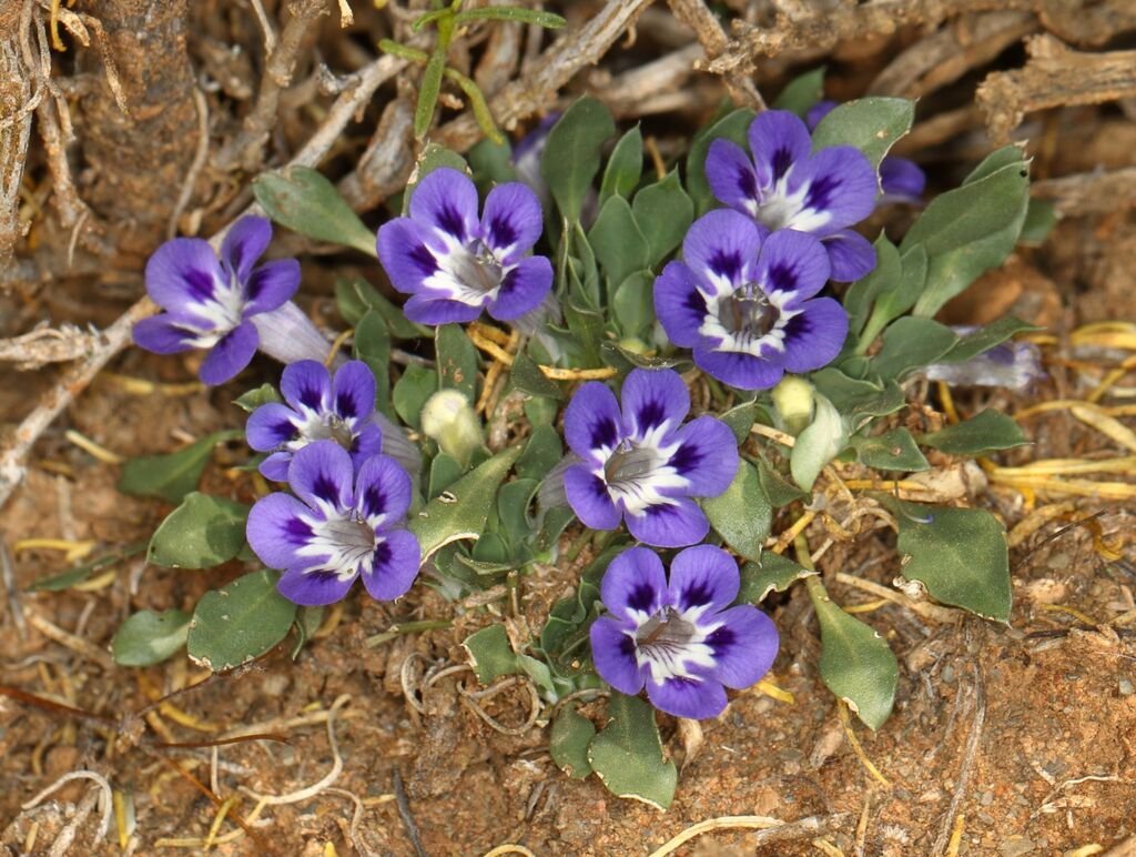 Aptosimum indivisum photograph 2