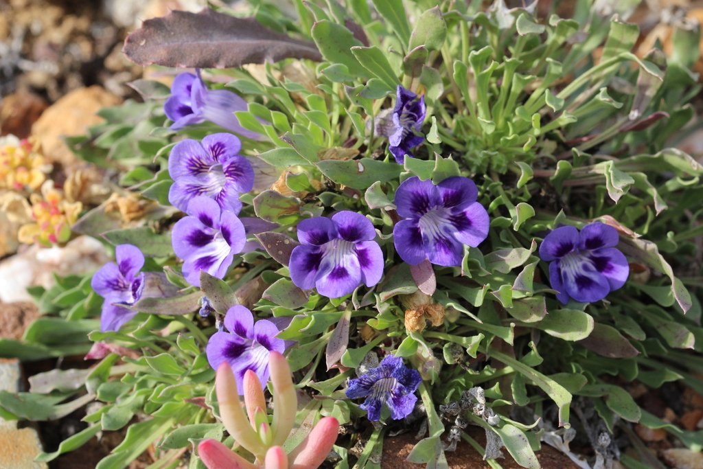 Aptosimum indivisum photograph 4
