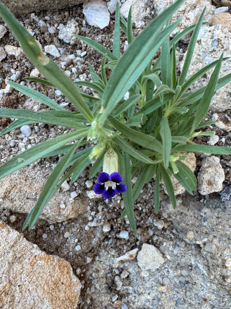 Aptosimum lineare photograph 4