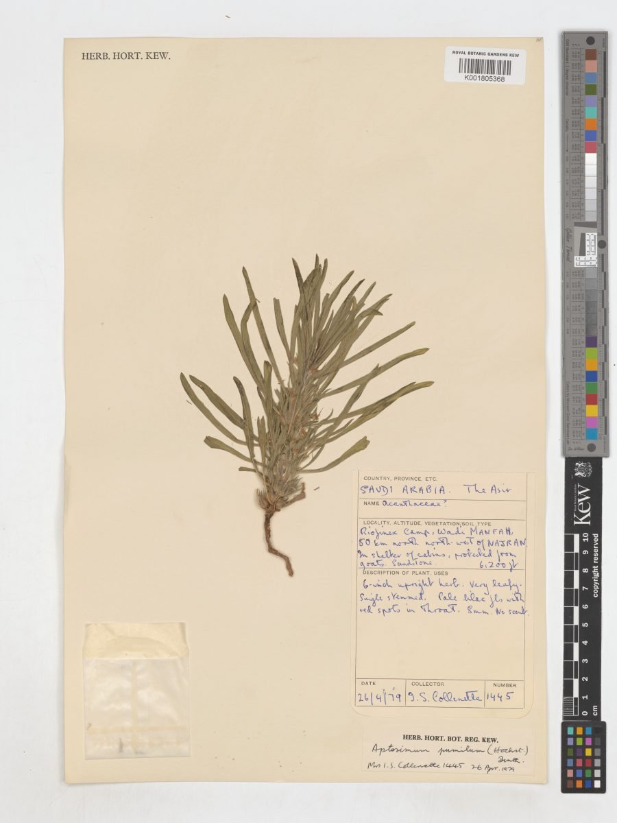 Aptosimum pumilum photograph 5