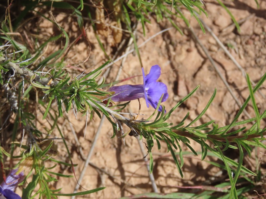 Aptosimum spinescens photograph 5