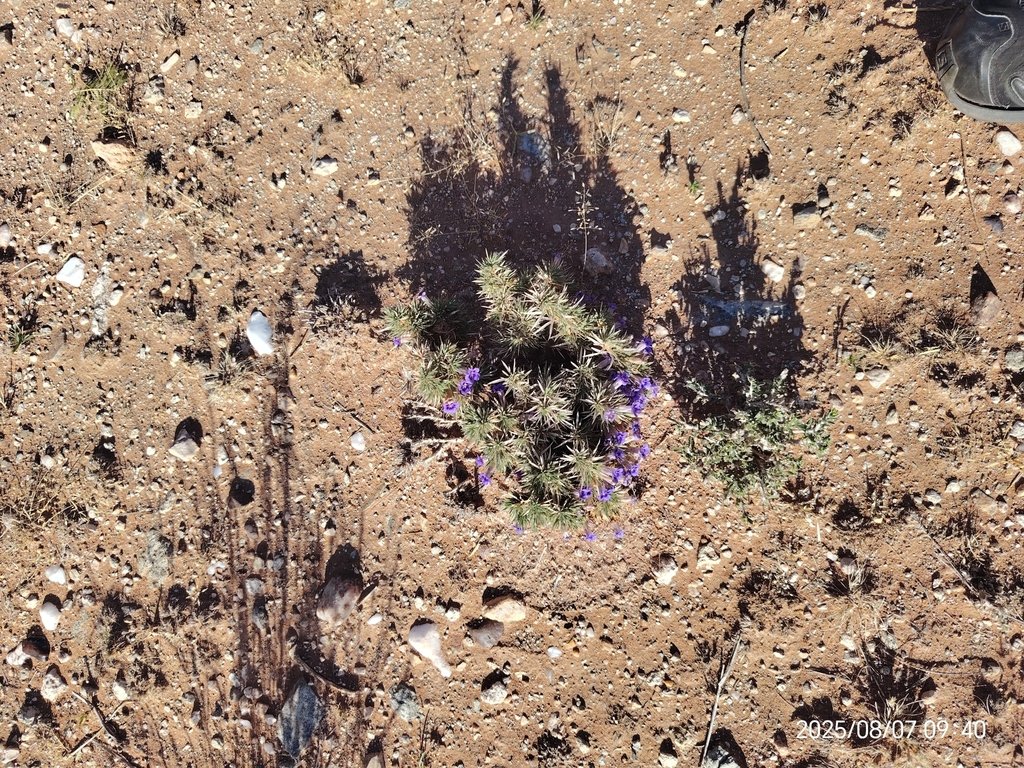 Aptosimum spinescens photograph 6