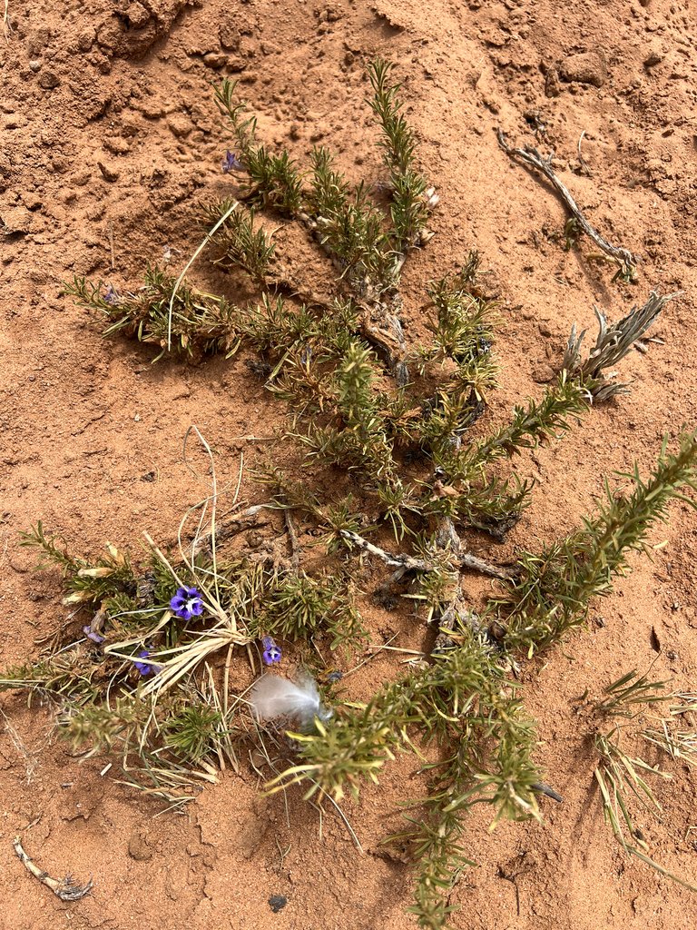 Aptosimum spinescens photograph 2