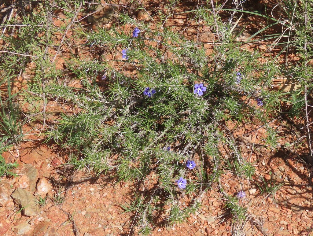 Aptosimum spinescens photograph 3
