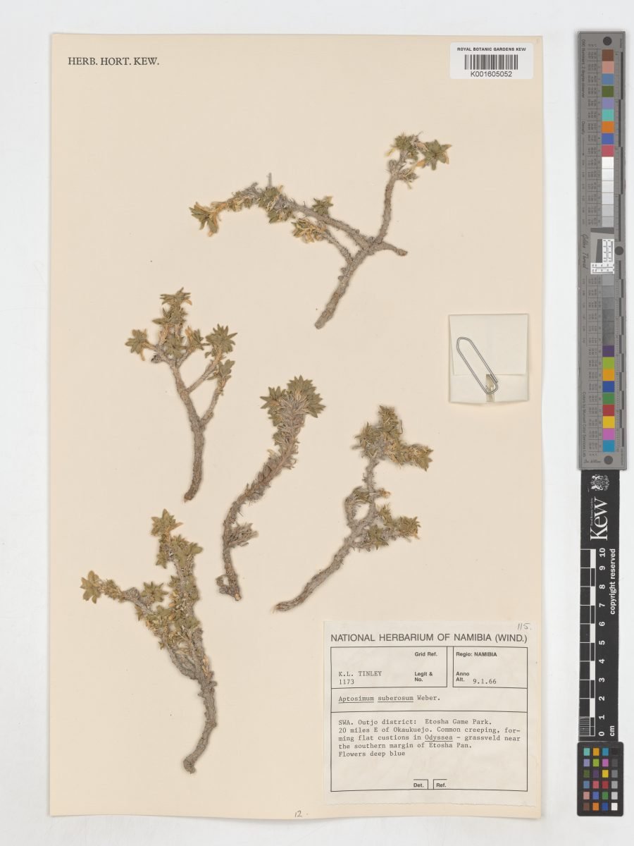 Aptosimum suberosum photograph 4