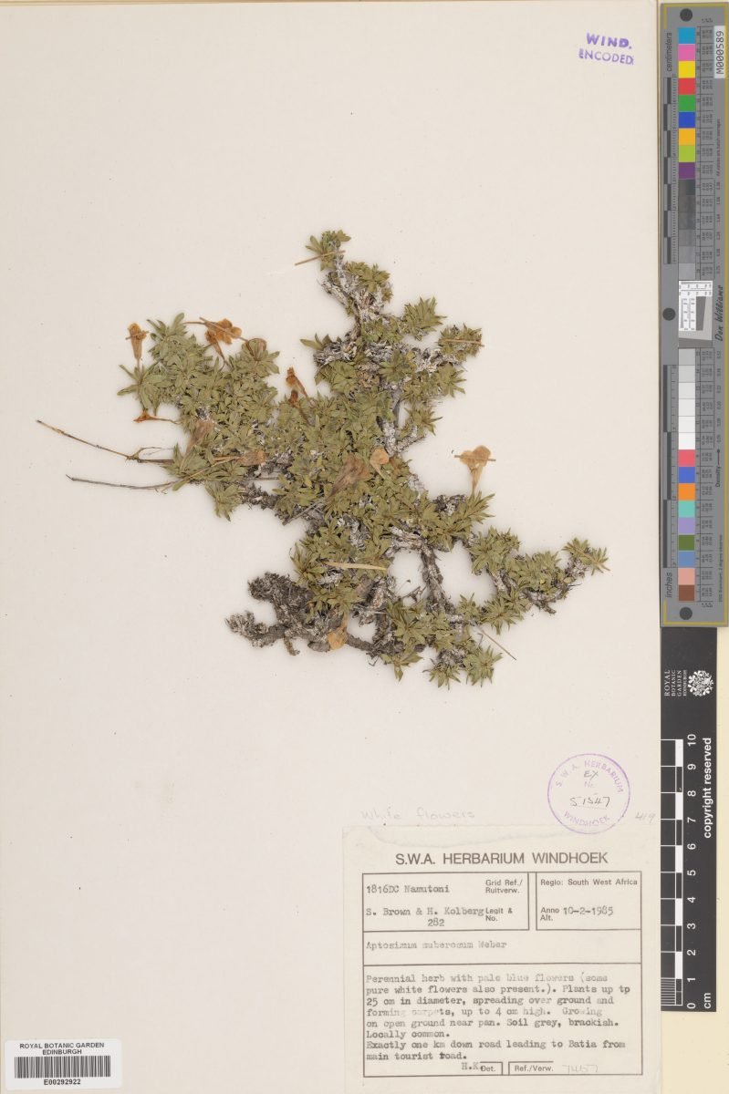Aptosimum suberosum