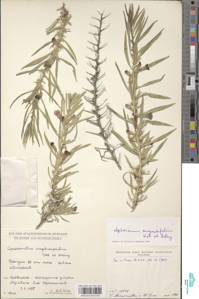 Aptosimum welwitschii photograph 6