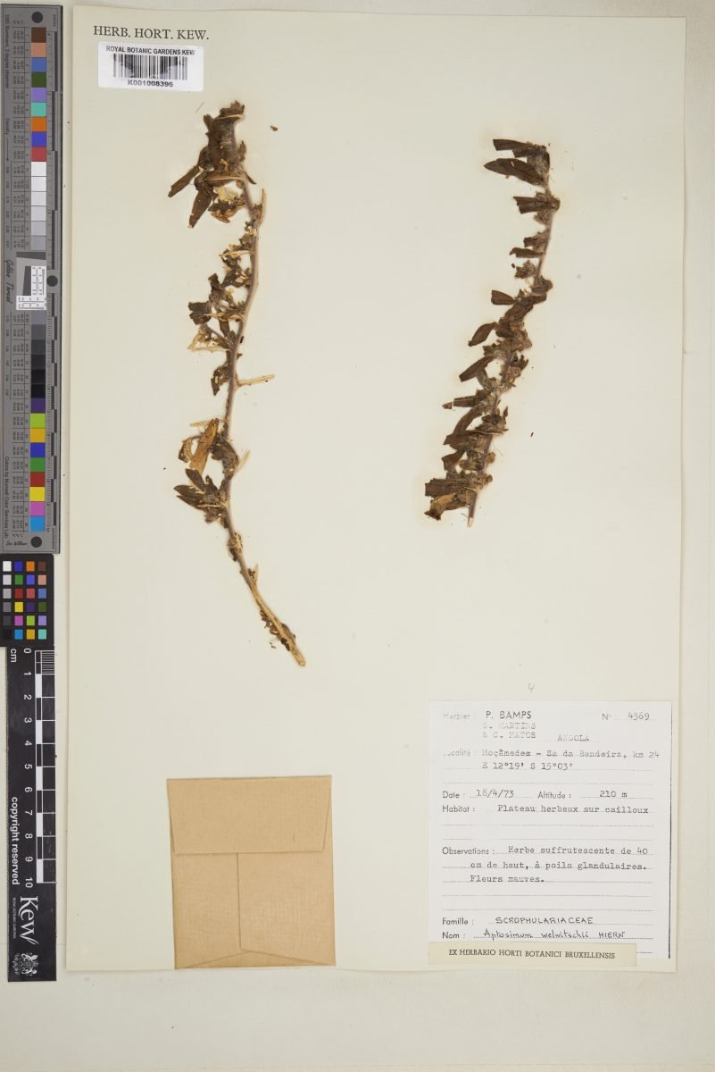 Aptosimum welwitschii photograph 4