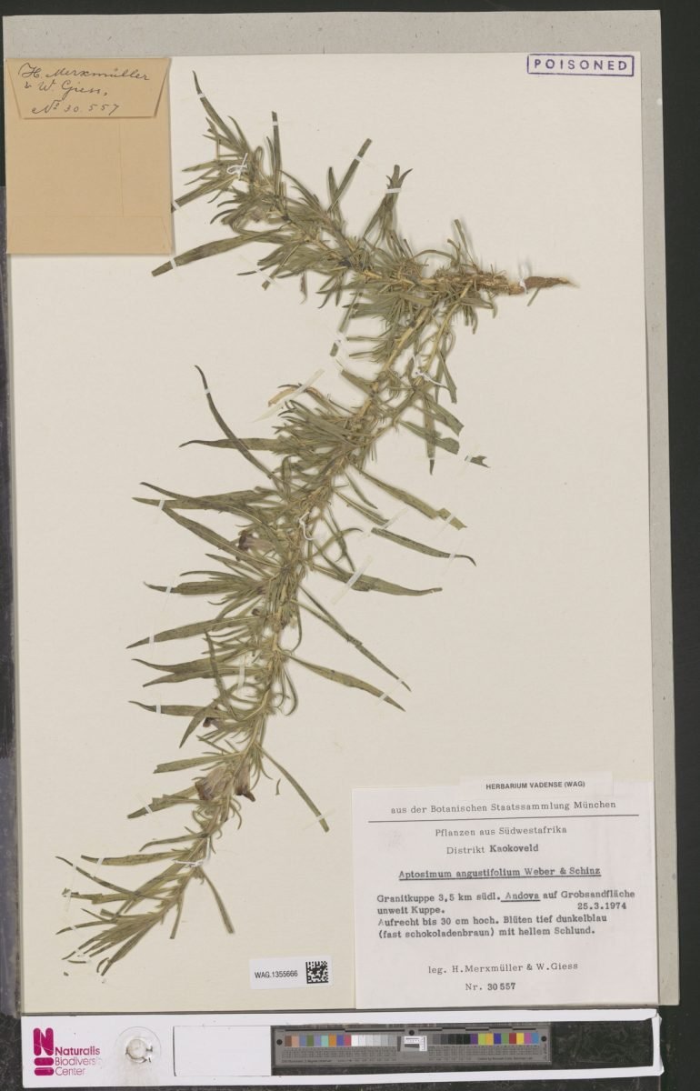 Aptosimum welwitschii photograph 3