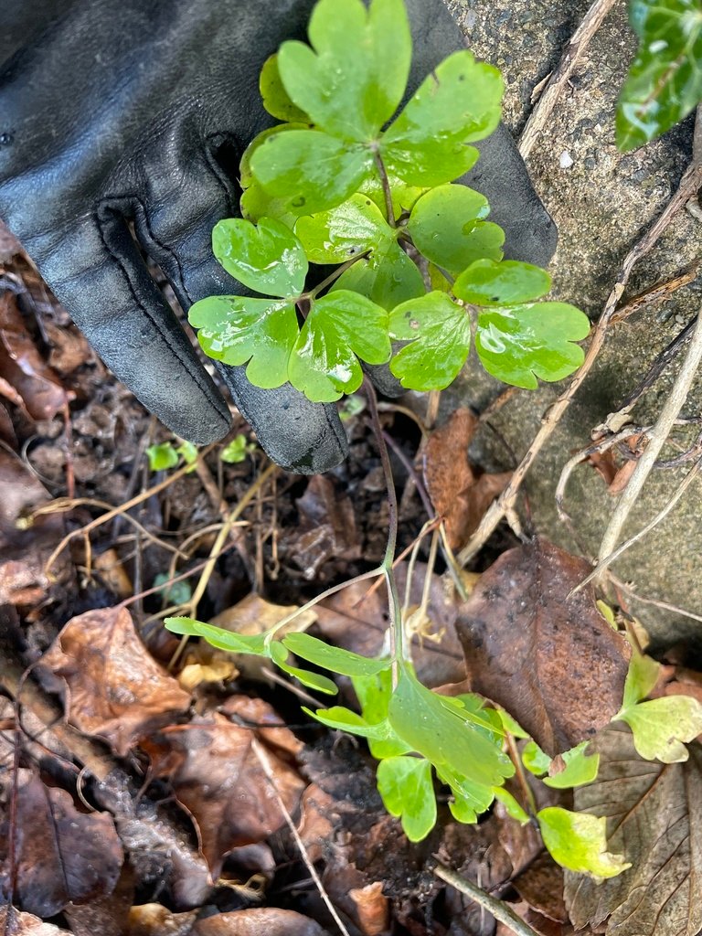 Aquilegia vulgaris