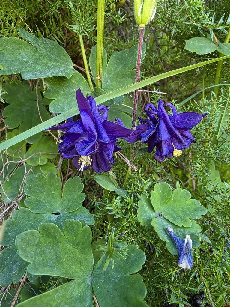 Aquilegia vulgaris photograph 3