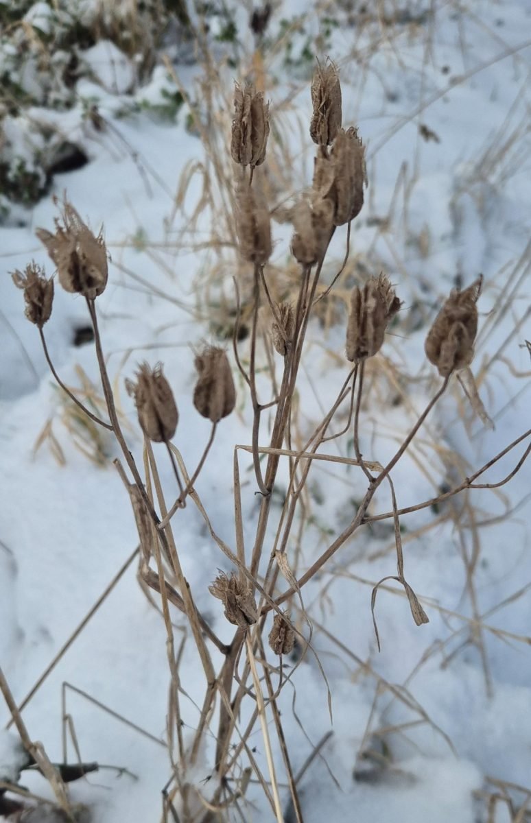 Aquilegia vulgaris photograph 2