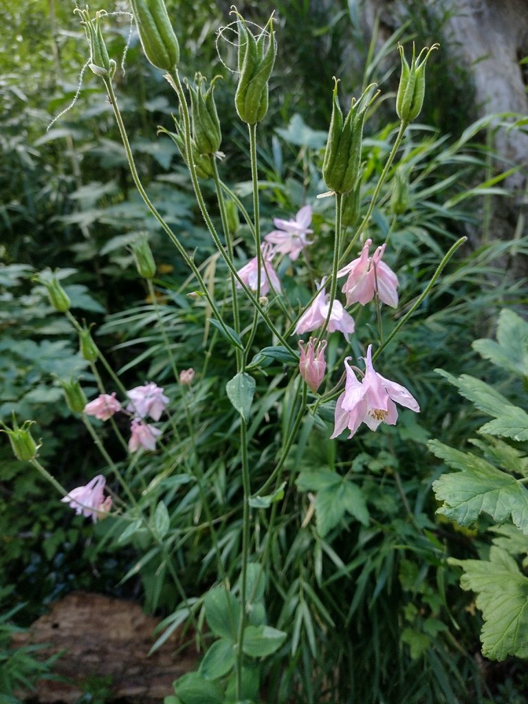 Aquilegia vulgaris photograph 4