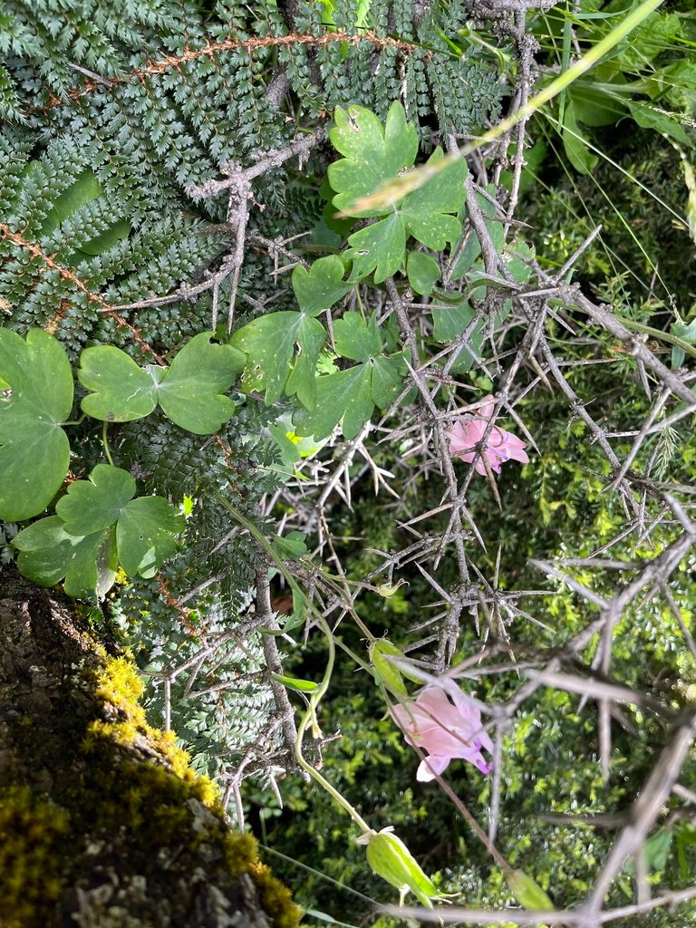 Aquilegia vulgaris photograph 5
