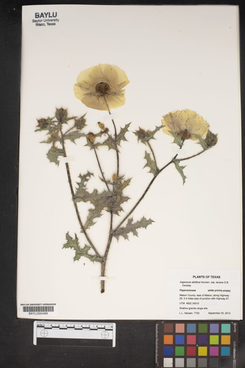 Argemone albiflora subsp. texana photograph 4