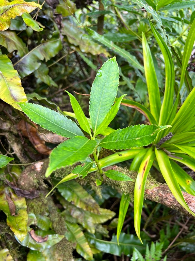 Ascarina diffusa