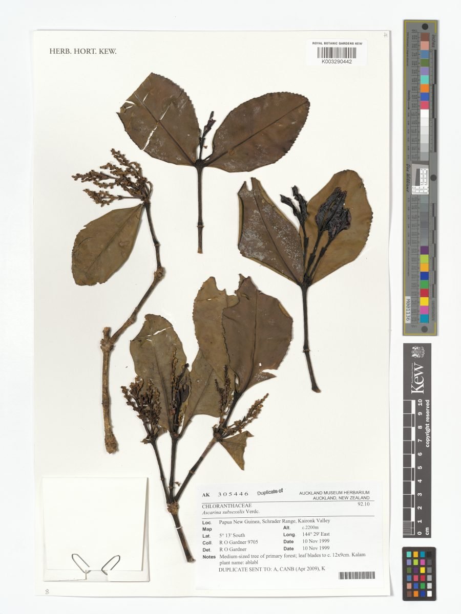 Ascarina subsessilis photograph 5