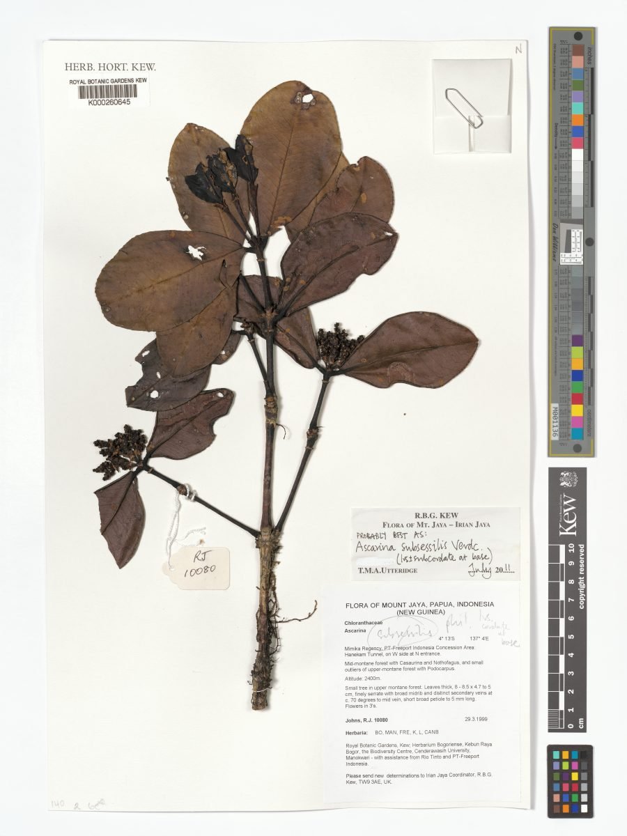 Ascarina subsessilis photograph 4
