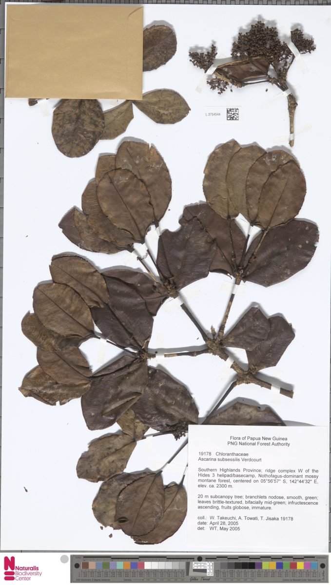 Ascarina subsessilis photograph 3